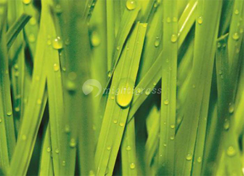 High-Quality PVC Flexible Suction Hose for Reliable Liquid Transfer and Efficient Discharge Solutions